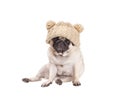 Sweet pug puppy dog sitting down and wearing a knitted hat with pompoms, isolated on white background