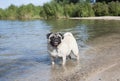 Sweet pug puppy dog swimming and playing in water Royalty Free Stock Photo