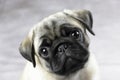 Sweet pug puppy face Royalty Free Stock Photo