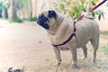A sweet pug waiting patiently in the garden - II Royalty Free Stock Photo