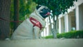 A sweet pug waiting patiently in the garden Royalty Free Stock Photo