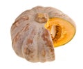 Sweet pumpkin on packground Royalty Free Stock Photo