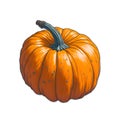 Sweet pumpkin pictures,Very beautiful color pumpkin , orange color , white background