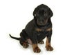 Sweet puppy Royalty Free Stock Photo