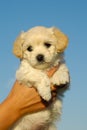 Sweet puppy Royalty Free Stock Photo
