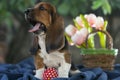Sweet puppy Basset hound with sad eyes and very long ears sitti Royalty Free Stock Photo