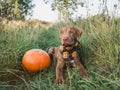 Sweet puppy of chocolate color on the grass