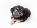 Sweet puppy dog Royalty Free Stock Photo