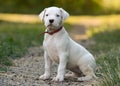 Puppy Dogo Argentino sitting in grass. Front view