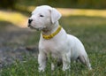 Puppy Dogo Argentino standing in grass. Front view