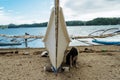 A sweet puppy found on the beach next to secret lagoon