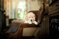 puppy golden retriever. Cute dog at home Royalty Free Stock Photo