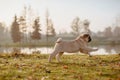 A puppy dog, pug is running and jumping in a park on an autumn, sunny day during golden hour