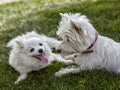 Sweet puppy of West Highland White Terrier and volpino italiano - Westie, Westy Dog Play on clover grass Royalty Free Stock Photo