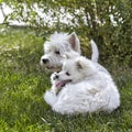 Sweet puppy of West Highland White Terrier and volpino italiano - Westie, Westy Dog Play on clover grass Royalty Free Stock Photo