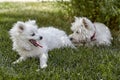 Sweet puppy of West Highland White Terrier and volpino italiano - Westie, Westy Dog Play on clover grass Royalty Free Stock Photo