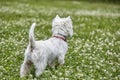 Sweet puppy of West Highland White Terrier - Westie, Westy Dog Play on clover grass Royalty Free Stock Photo