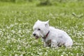 Sweet puppy of West Highland White Terrier - Westie, Westy Dog Play on clover grass Royalty Free Stock Photo