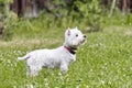 Sweet puppy of West Highland White Terrier - Westie, Westy Dog Play on clover grass Royalty Free Stock Photo