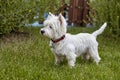 Sweet puppy of West Highland White Terrier - Westie, Westy Dog Play on clover grass Royalty Free Stock Photo