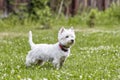 Sweet puppy of West Highland White Terrier - Westie, Westy Dog Play on clover grass