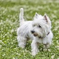 Sweet puppy of West Highland White Terrier - Westie, Westy Dog Play on clover grass Royalty Free Stock Photo