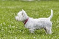 Sweet puppy of West Highland White Terrier - Westie, Westy Dog Play on clover grass Royalty Free Stock Photo