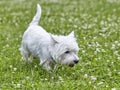 Sweet puppy of West Highland White Terrier - Westie, Westy Dog Play on clover grass Royalty Free Stock Photo