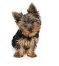 Sweet puppy Yorkshire Terrier