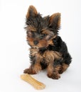 Sweet puppy Yorkshire Terrier Royalty Free Stock Photo