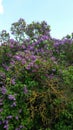 Blooms Sweet Purple Lilac