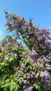 Blooms Sweet Purple Violet Lilac Hyacinth