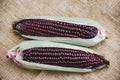 Sweet purple corn fresh - Siam Ruby Queen or sweet corn on cob , top view