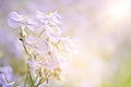 Sweet purple flower in the field close up, len flare effect, soft focus, blur