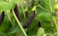 Sweet purple Magnolia snap eat all pea growing in summer kitchen garden