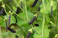 Sweet purple Magnolia snap eat all pea growing in summer kitchen garden