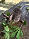 A sweet rabbit eating tapioca leaves