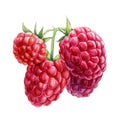 Sweet Raspberry berries on an isolated white background. Watercolor botanical illustration Royalty Free Stock Photo