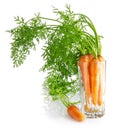 Sweet raw carrot tuber isolated cutout Royalty Free Stock Photo