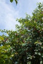 Sweet red berries on cherry tree branches on blue sky background, ripening cherries in summer orchard, vertical shot
