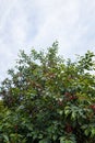 Sweet red berries on cherry tree branches on blue sky background, ripening cherries in summer orchard, vertical shot