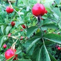 Sweet red berry briar growing on bush with leaves green Royalty Free Stock Photo