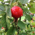 Sweet red berry briar growing on bush with leaves green Royalty Free Stock Photo