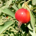 Sweet red berry briar growing on bush with leaves green Royalty Free Stock Photo