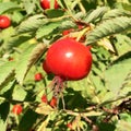 Sweet red berry briar growing on bush with leaves green Royalty Free Stock Photo