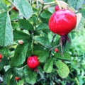 Sweet red berry briar growing on bush with leaves green Royalty Free Stock Photo