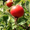 Sweet red berry briar growing on bush with leaves green Royalty Free Stock Photo