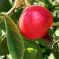 Sweet red berry briar growing on bush with leaves green Royalty Free Stock Photo