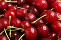 Sweet red cherries with water drops as background Royalty Free Stock Photo