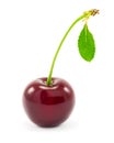 Sweet red cherry with leaf Royalty Free Stock Photo